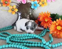 Spot, a male Poodle - Toy  for sale in Ocala, FL – 1 of 3