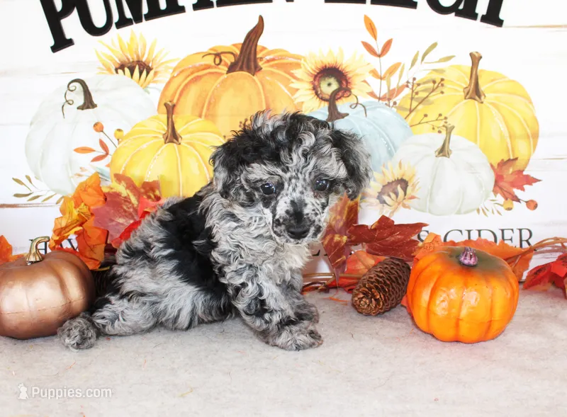Calvin – Poodle - Toy  puppy for sale in Ocala, FL