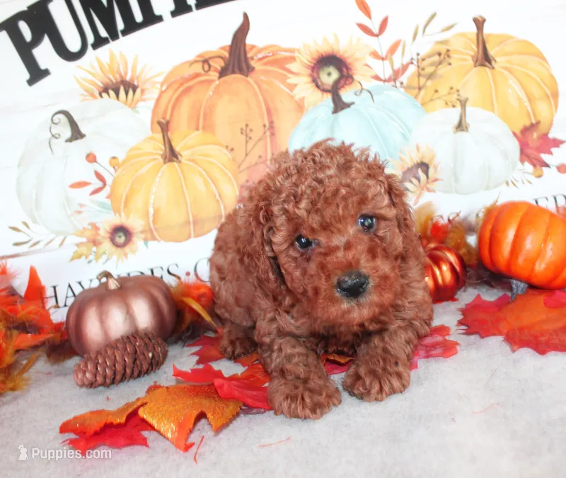 Rusty – Poodle - Toy  puppy for sale in Ocala, FL