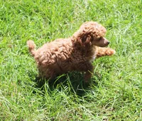 Rusty, a male Poodle - Toy  for sale in Ocala, FL – 4 of 4