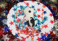 Splash, a male Poodle - Toy  for sale in Ocala, FL – 2 of 2