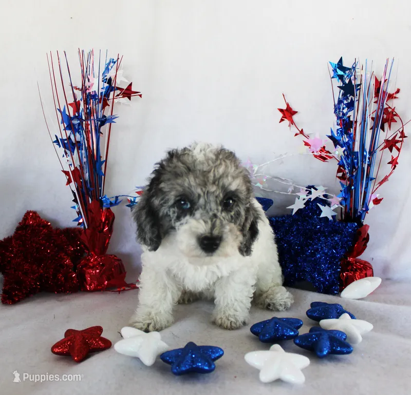 Harvey – Poodle - Toy  puppy for sale in Ocala, FL
