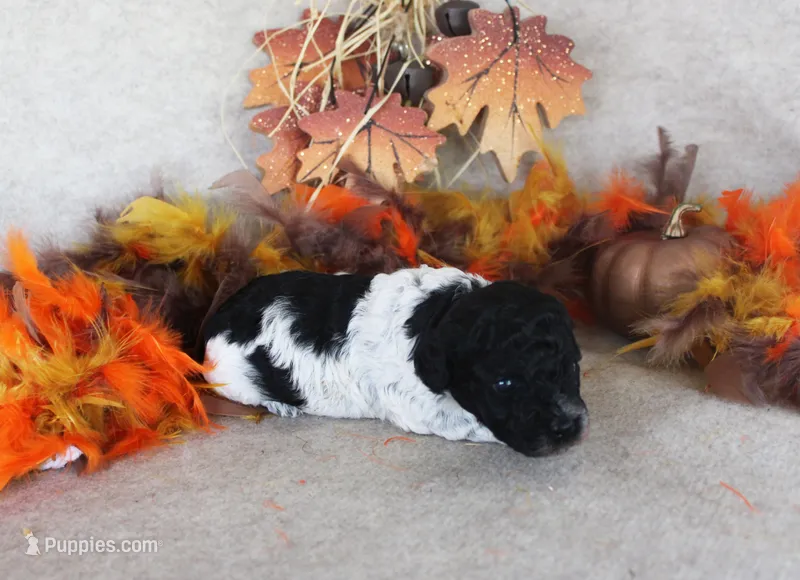 Tommy – Poodle - Toy  puppy for sale in Ocala, FL