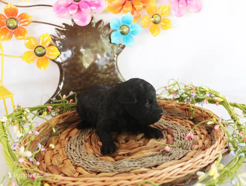 Ember – Poodle - Toy  puppy for sale in Ocala, FL