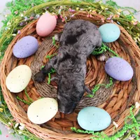 Tye, a male Poodle - Toy  for sale in Ocala, FL – Photo 1 of 2