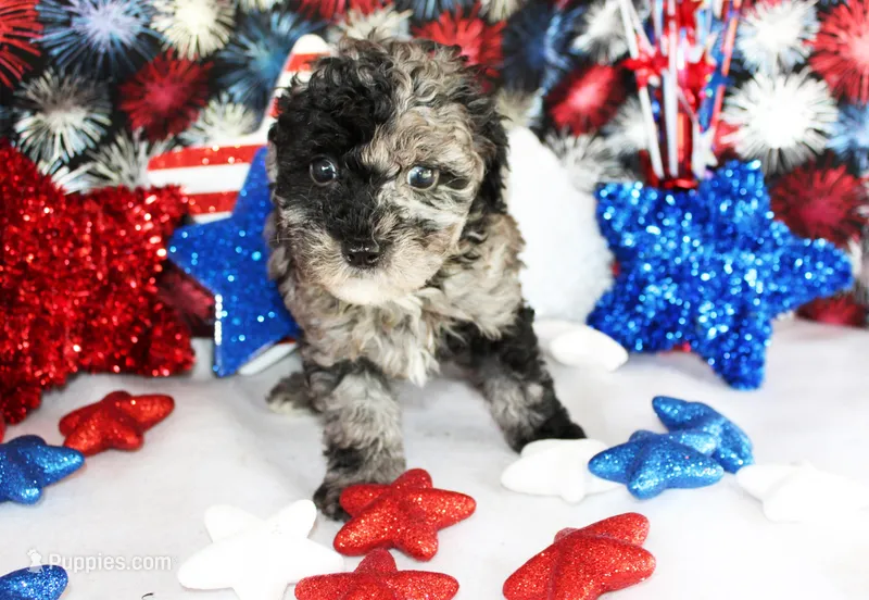 Tye – Poodle - Toy  puppy for sale in Ocala, FL