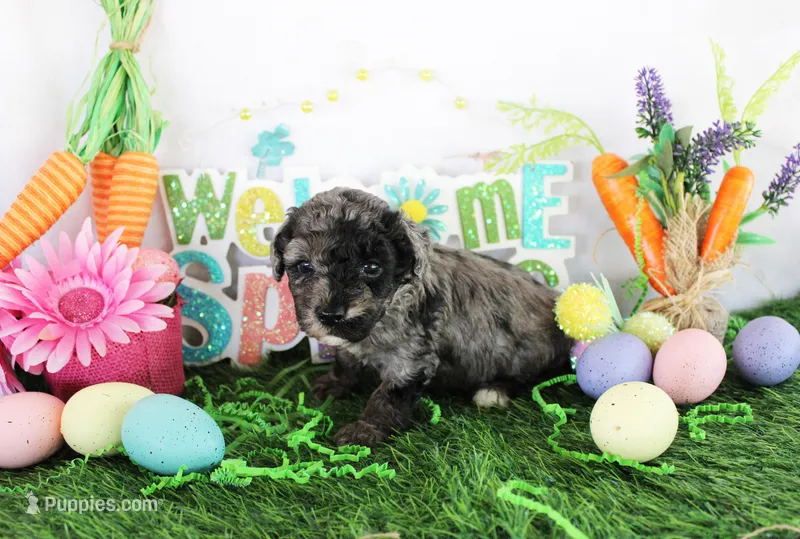 Tye – Poodle - Toy  puppy for sale in Ocala, FL