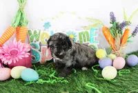 Tye, a male Poodle - Toy  for sale in Ocala, FL – Photo 1 of 2