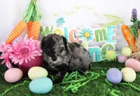 Tye, a male Poodle - Toy  for sale in Ocala, FL – Photo 2 of 2