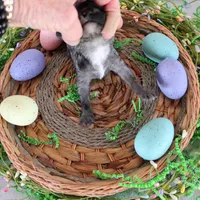 Tye, a male Poodle - Toy  for sale in Ocala, FL – Photo 2 of 2