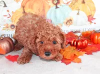 Red, a male Poodle - Toy  for sale in Ocala, FL – 1 of 2