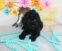 Teddy, a male Poodle - Toy  for sale in Ocala, FL – 1 of 1