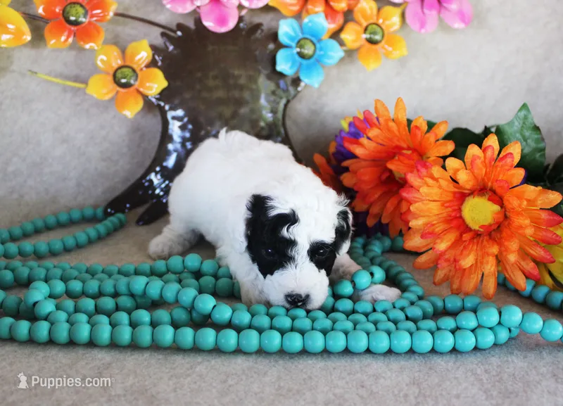 Linus – Poodle - Toy  puppy for sale in Ocala, FL