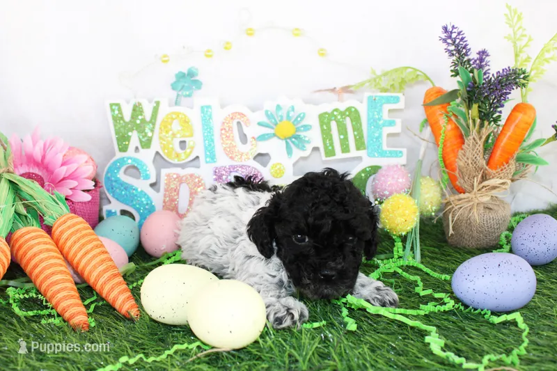 Teacup maxwell – Poodle - Toy  puppy for sale in Ocala, FL