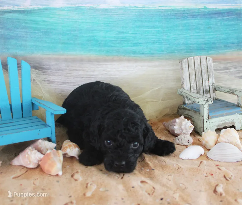 Lance – Poodle - Toy  puppy for sale in Ocala, FL