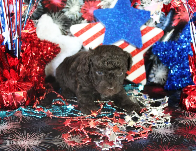 Hershey – Poodle - Toy  puppy for sale in Ocala, FL