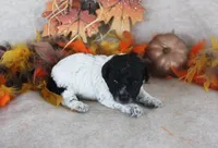 nora, a female Poodle - Toy  for sale in Ocala, FL – 1 of 1