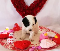 Louie, a male Poodle - Toy  for sale in Ocala, FL – Photo 2 of 2