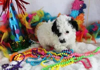 Louie, a male Poodle - Toy  for sale in Ocala, FL – Photo 1 of 2