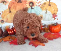 Red, a male Poodle - Toy  for sale in Ocala, FL – 2 of 2