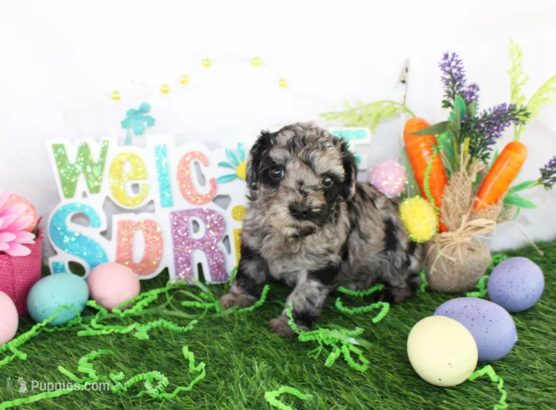 Sara – Poodle - Toy  puppy for sale in Ocala, FL