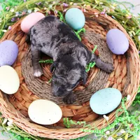 Sara, a female Poodle - Toy  for sale in Ocala, FL – Photo 2 of 2