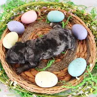 Sara, a female Poodle - Toy  for sale in Ocala, FL – Photo 1 of 2