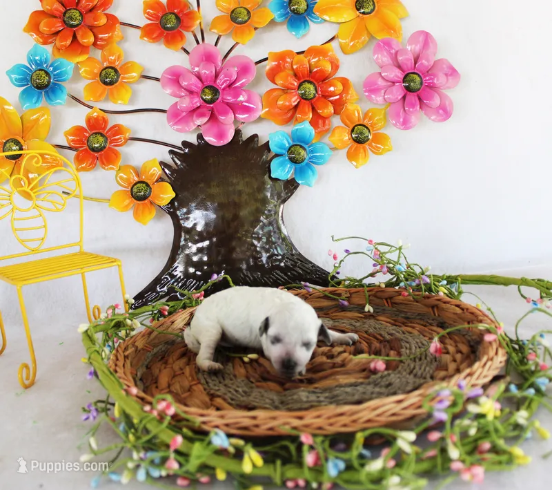 Dottie – Poodle - Toy  puppy for sale in Ocala, FL