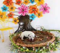 Dottie, a female Poodle - Toy  for sale in Ocala, FL – 1 of 2