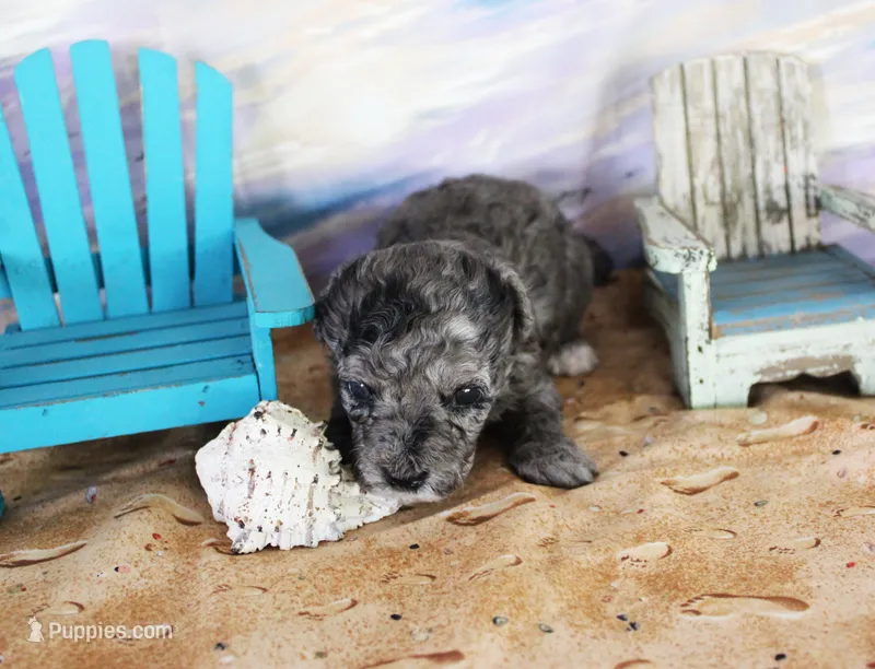 Neon – Poodle - Toy  puppy for sale in Ocala, FL