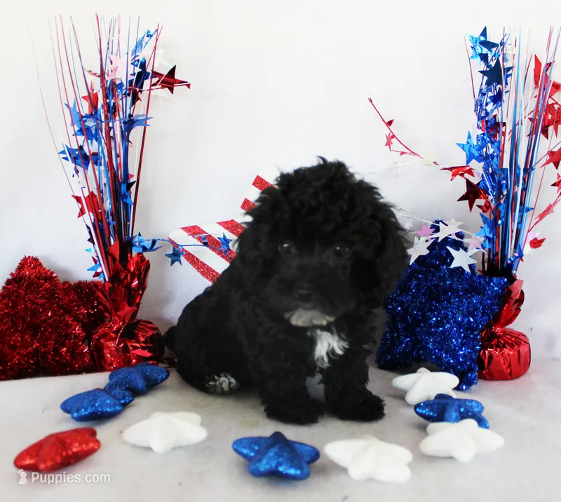 Vera – Poodle - Toy  puppy for sale in Ocala, FL