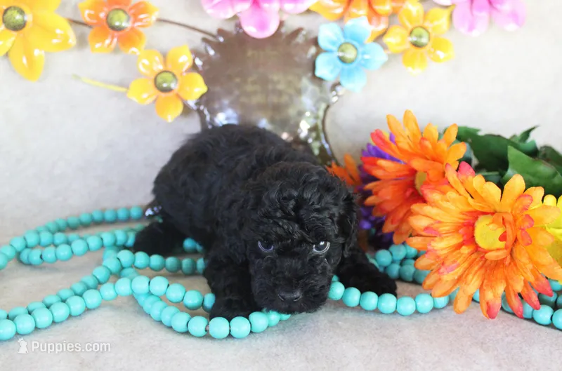 Nicky – Poodle - Toy  puppy for sale in Ocala, FL