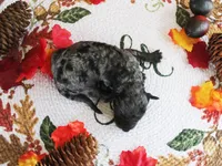 Crystal, a female Poodle - Toy  for sale in Ocala, FL – 2 of 2