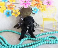 Cole, a male Poodle - Toy  for sale in Ocala, FL – 2 of 2