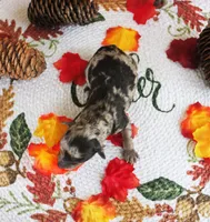 Amber, a female Poodle - Toy  for sale in Ocala, FL – 2 of 2