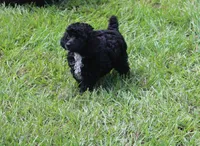 Lola, a female Poodle - Toy  for sale in Ocala, FL – 2 of 2