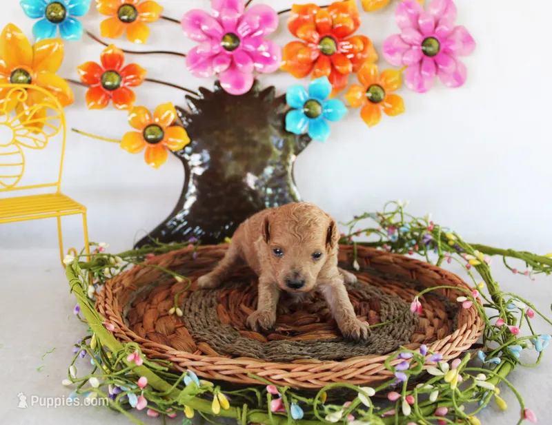 Peaches – Poodle - Toy  puppy for sale in Ocala, FL