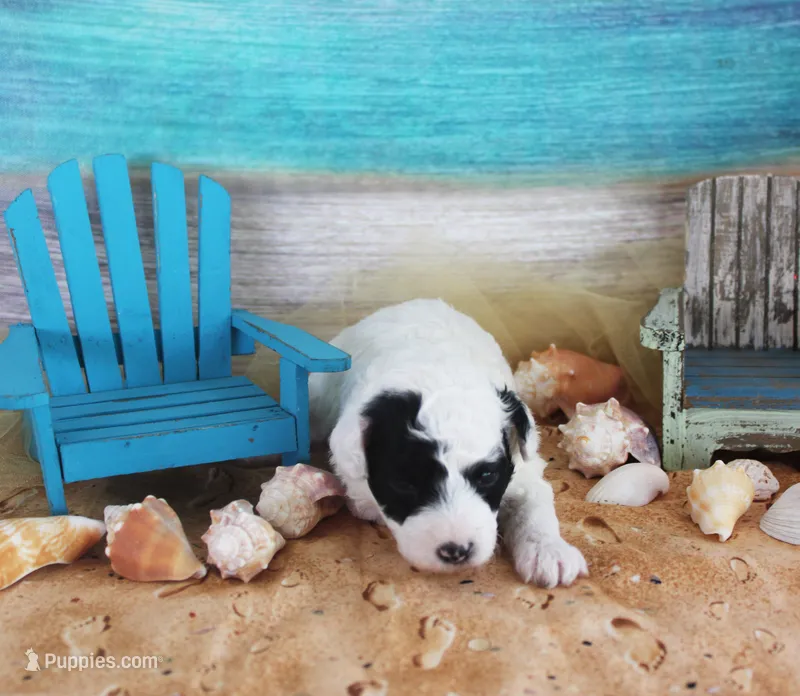 Tito – Poodle - Toy  puppy for sale in Ocala, FL