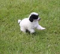 Oliver, a male Poodle - Toy  for sale in Ocala, FL – 2 of 2