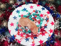 Peaches, a female Poodle - Toy  for sale in Ocala, FL – 1 of 1