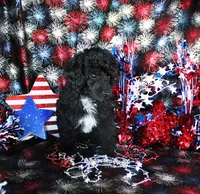 Teacup Cole, a male Poodle - Toy  for sale in Ocala, FL – 2 of 4