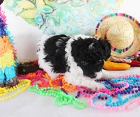 Lindy, a female Poodle - Toy  for sale in Ocala, FL – Photo 3 of 3