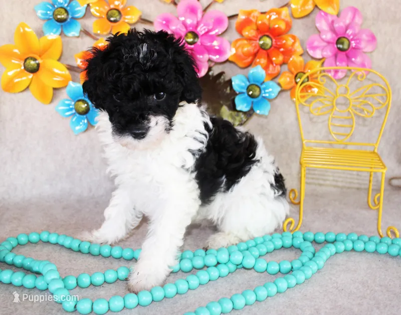 Lindy – Poodle - Toy  puppy for sale in Ocala, FL