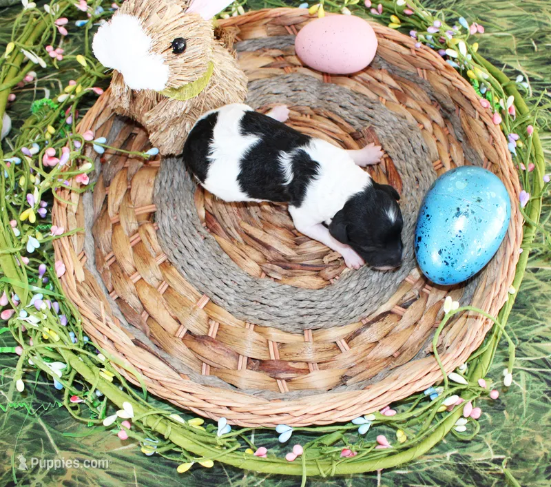 Lindy – Poodle - Toy  puppy for sale in Ocala, FL