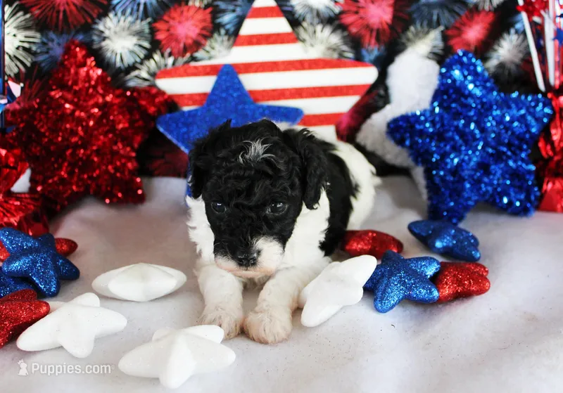 Lindy – Poodle - Toy  puppy for sale in Ocala, FL