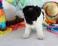 Lindy, a female Poodle - Toy  for sale in Ocala, FL – Photo 2 of 3