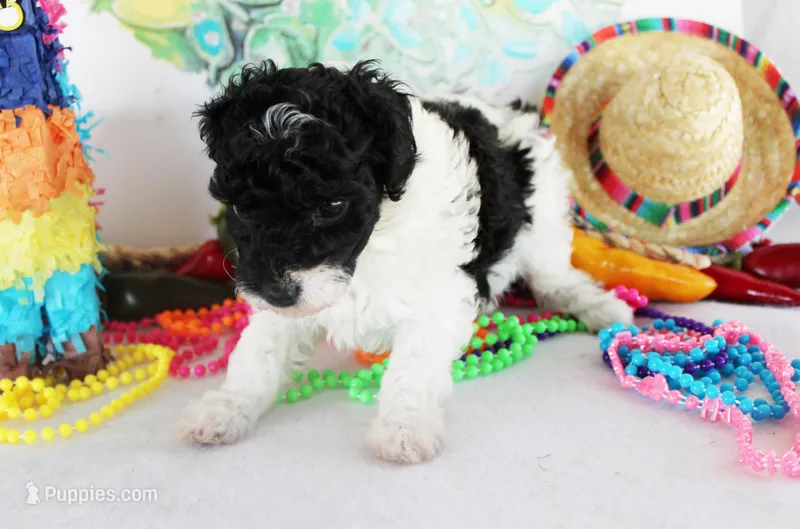 Lindy – Poodle - Toy  puppy for sale in Ocala, FL