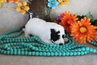 Tito, a male Poodle - Toy  for sale in Ocala, FL – 2 of 2