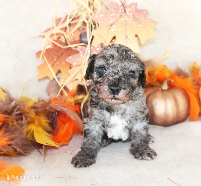 Moon – Poodle - Toy  puppy for sale in Ocala, FL