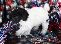 Selina, a female Poodle - Toy  for sale in Ocala, FL – 2 of 4